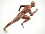 Какие мышцы задействованы во время бега?