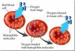 Народные способы для поднятия гемоглобина